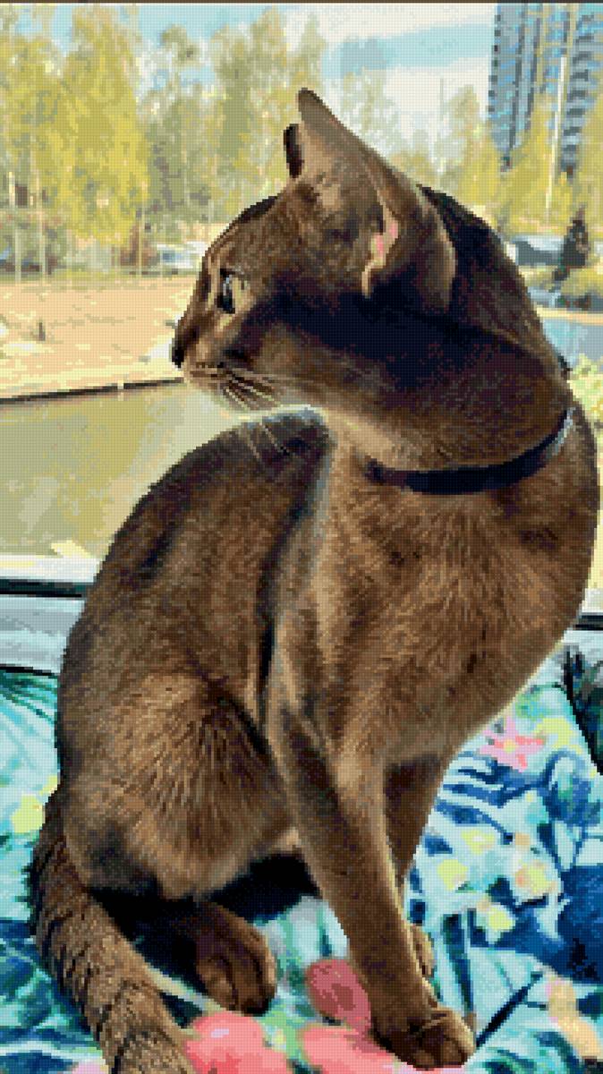 Абиссинская кошка - котик - предпросмотр