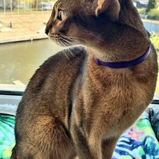 Схема вышивки «Абиссинская кошка»