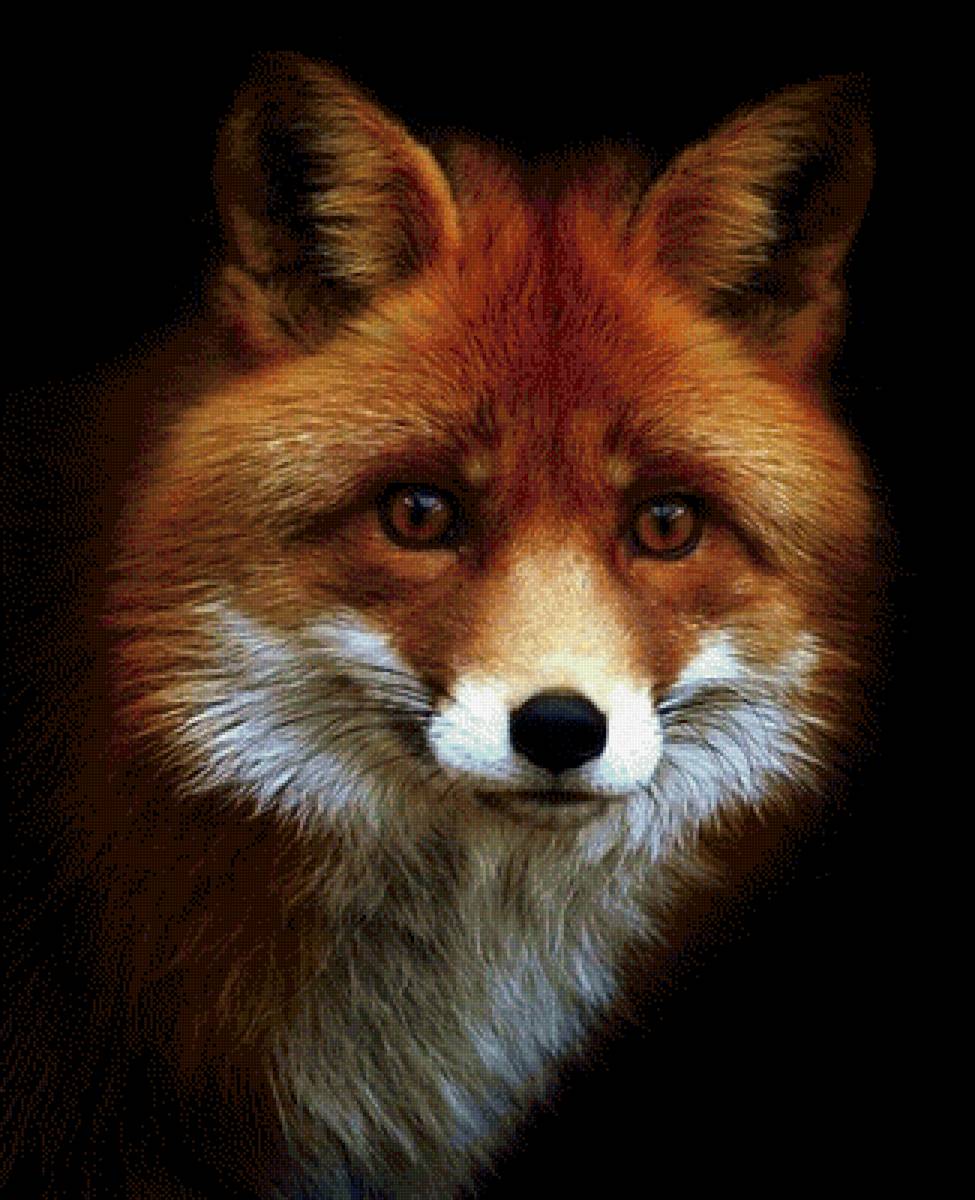 Лиса - предпросмотр