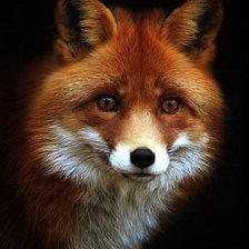 Схема вышивки «Лиса»