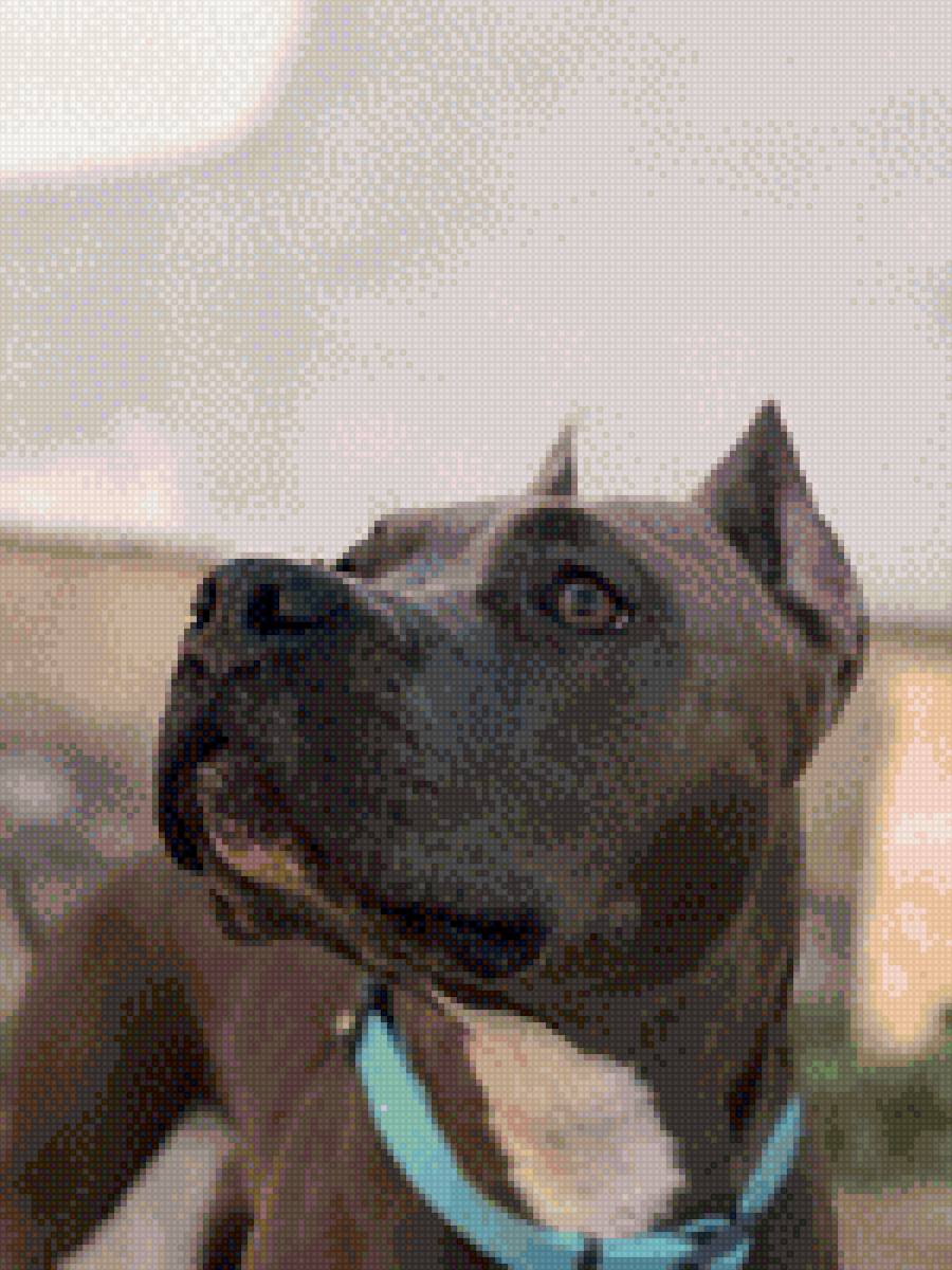 стафф, питбуль - питбуль, стафф - предпросмотр