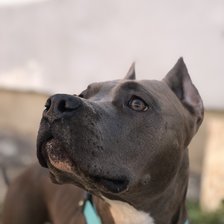 Схема вышивки «стафф, питбуль»