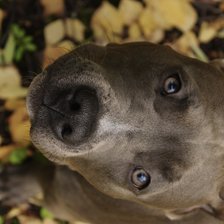 Схема вышивки «стаффорд»