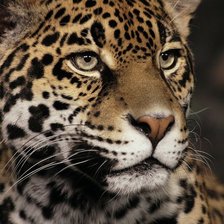 Схема вышивки «hổ»