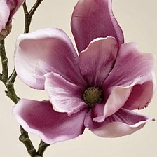 Схема вышивки «Магнолия»