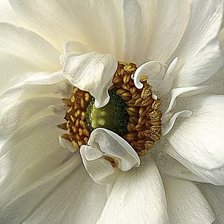 Схема вышивки «Белый мак»