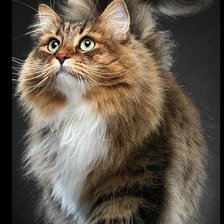 Схема вышивки «Красавчик кот»