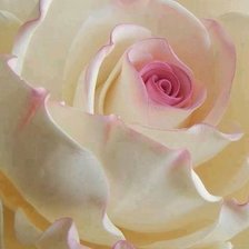 Схема вышивки «роза»