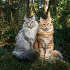 Схема вышивки «На прогулке»