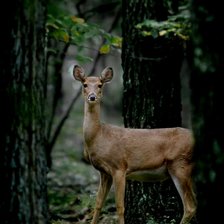 Схема вышивки «Олениха»