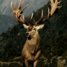 Схема вышивки «Олень»