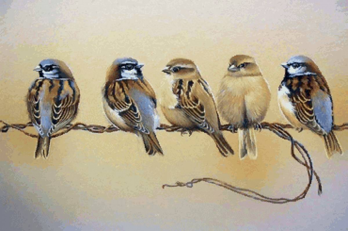 ВОРОБЬИ - птицы, воробьи - предпросмотр