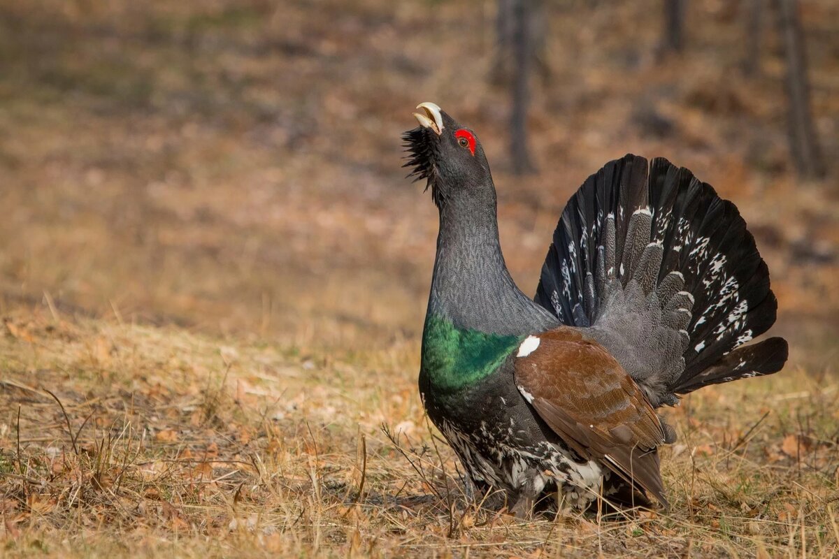Глухарь - глухарь - оригинал