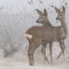 Схема вышивки «№2513528»