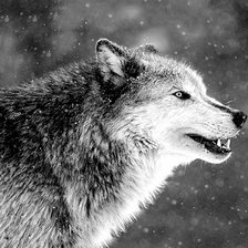 Схема вышивки «Волк»