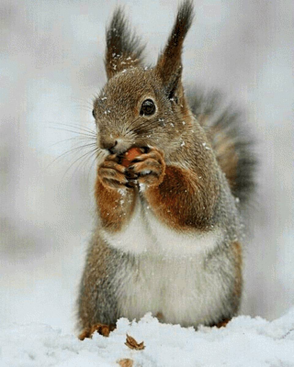 №2514435 - предпросмотр