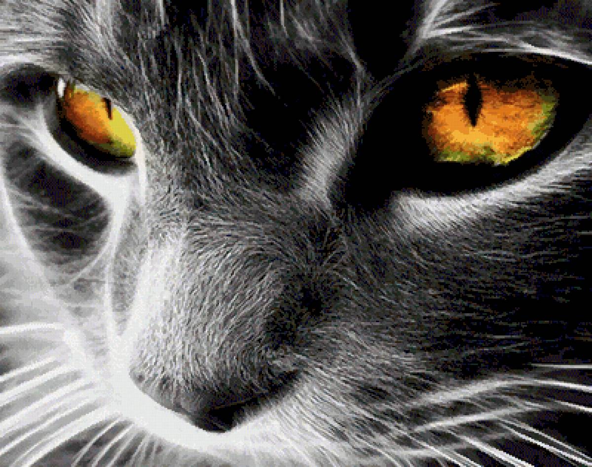 Кот - кот - предпросмотр