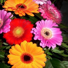 Схема вышивки «Герберы.»