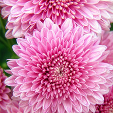 Схема вышивки «Хризантемы.»