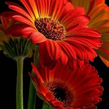 Схема вышивки «Герберы.»