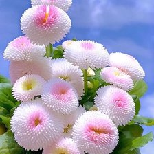 Схема вышивки «Маргаритки.»