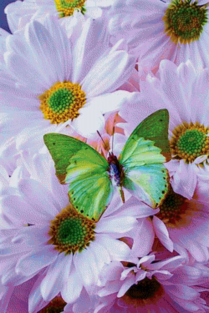 Ромашки. - ромашки, цветы, бабочки. - предпросмотр