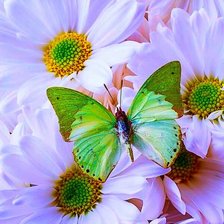 Схема вышивки «Ромашки.»