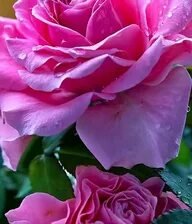 Схема вышивки «Розы.»