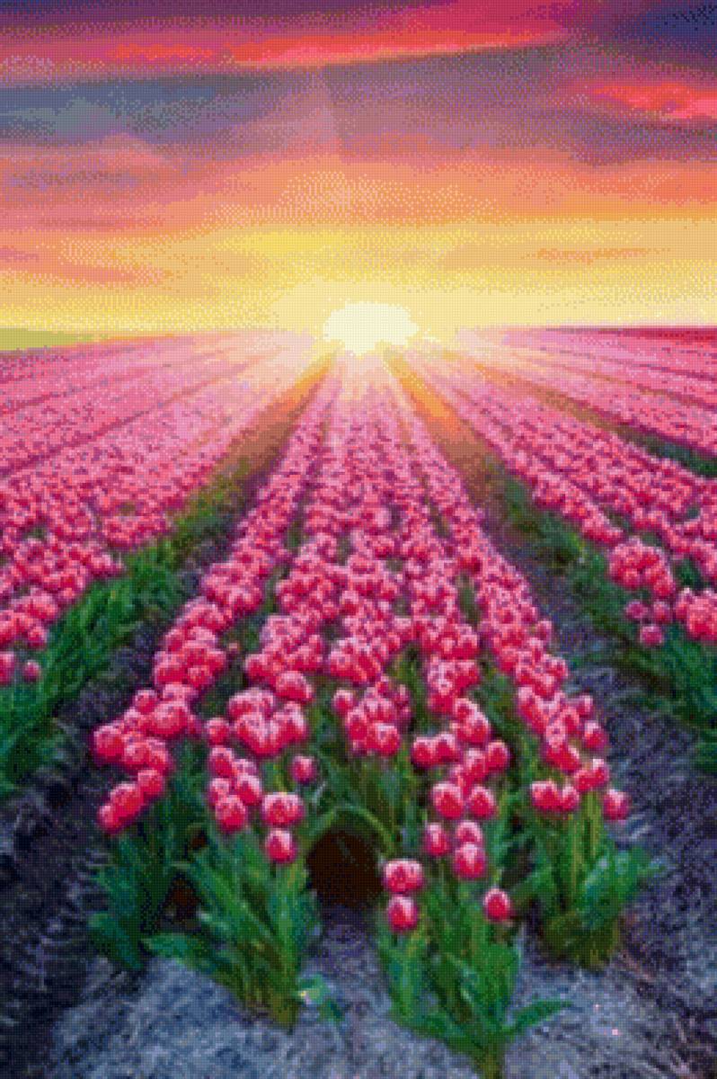 Тюльпаны. - тюльпаны, цветы. - предпросмотр