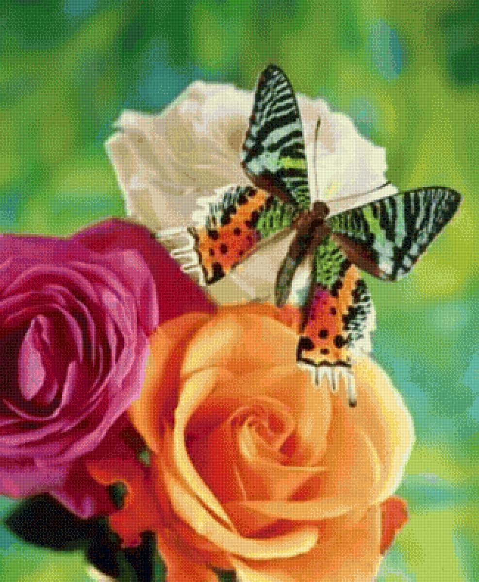 Бабочки. - розы., бабочки - предпросмотр