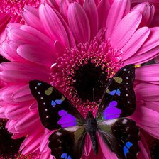 Схема вышивки «Бабочки.»