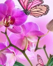 Схема вышивки «Бабочки.»