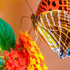 Схема вышивки «Бабочки.»