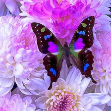 Схема вышивки «Бабочки.»