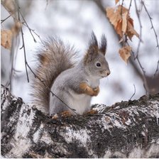 Схема вышивки «№2515041»