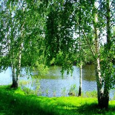 Схема вышивки «березы»