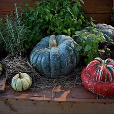 Схема вышивки «Тыквы»