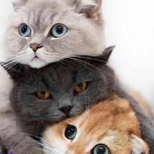 Схема вышивки «№2515464»