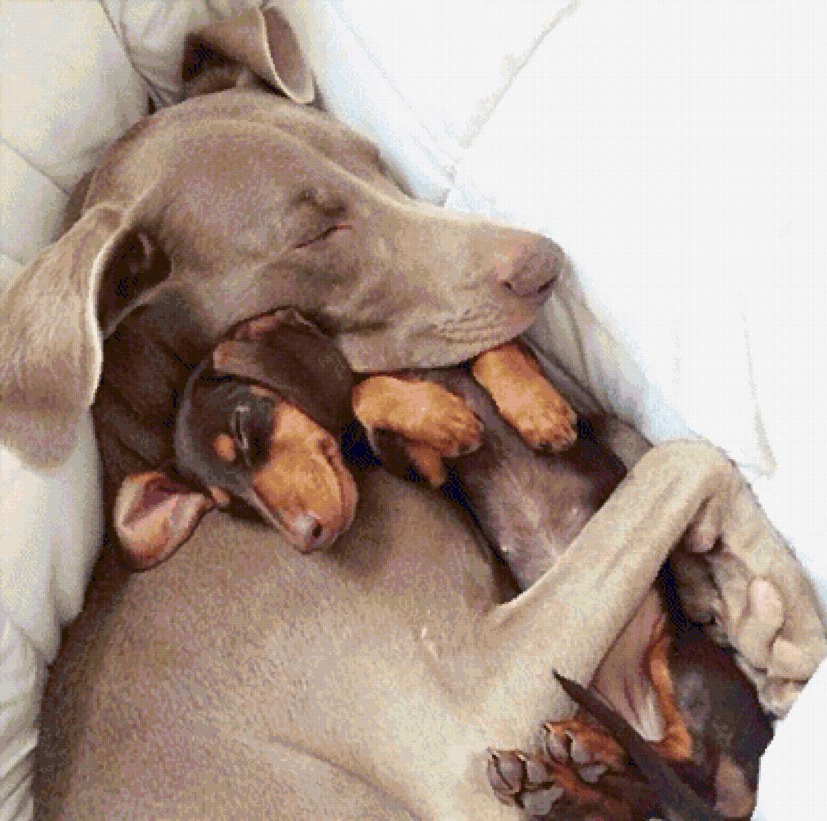 Сладкий сон - предпросмотр