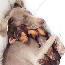 Схема вышивки «Сладкий сон»