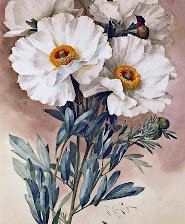 Схема вышивки «жемчужные маки»