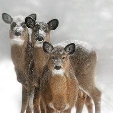 Схема вышивки «№2515796»