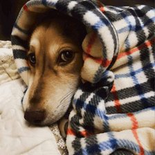 Схема вышивки «Кира»