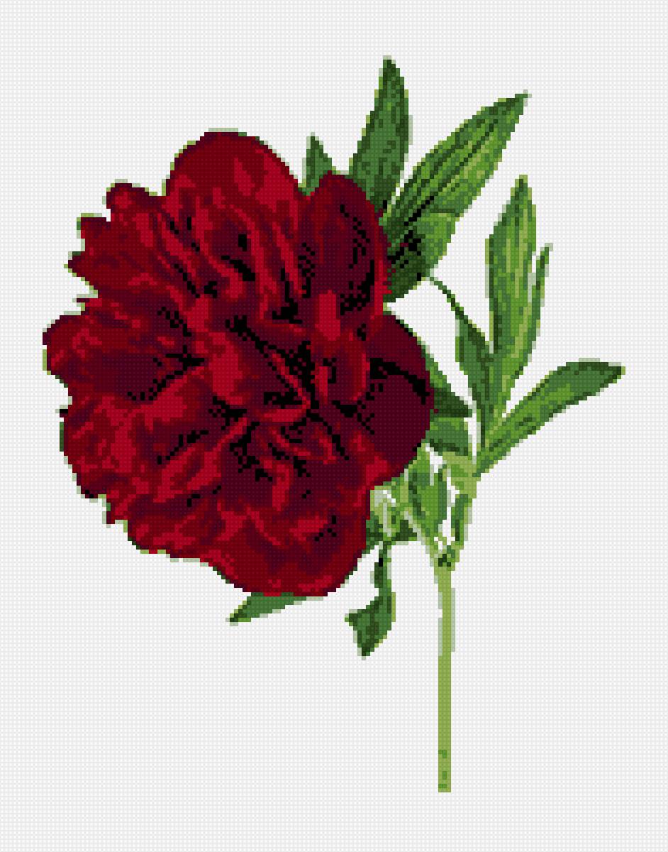 Алый пион - пион - предпросмотр