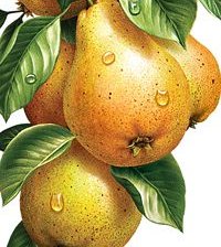 Схема вышивки «груши на ветке»