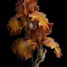 Схема вышивки «оранжевые ирисы»