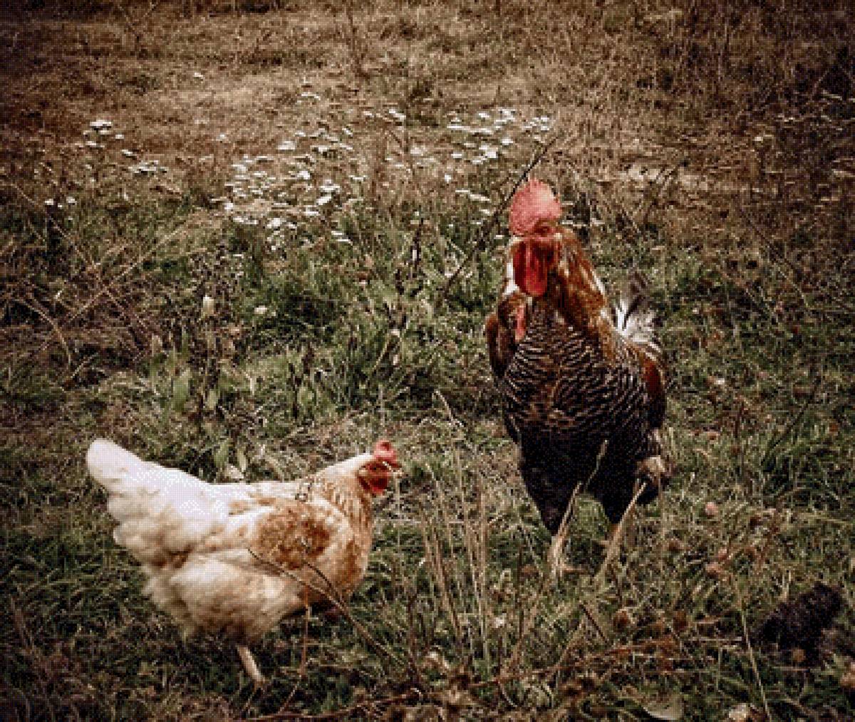 Свидание - петух, курица, свидание - предпросмотр