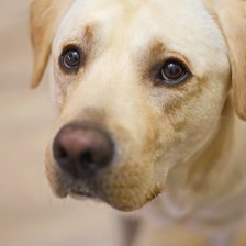 Схема вышивки «МАКС»