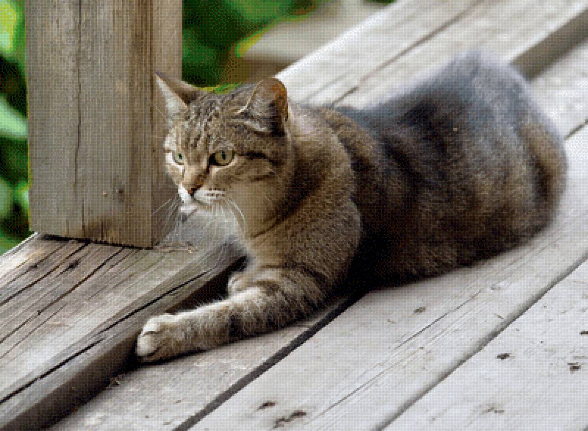 Серьезный взгляд - взгляд, кот - предпросмотр