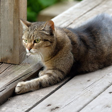 Схема вышивки «Серьезный взгляд»